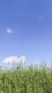 Uzun yeşil ve yemyeşil çimlerin yer aldığı bir alanın video dökümanları, açık ve mavi gökyüzü ile birkaç beyaz bulut ile çelişiyor.. 