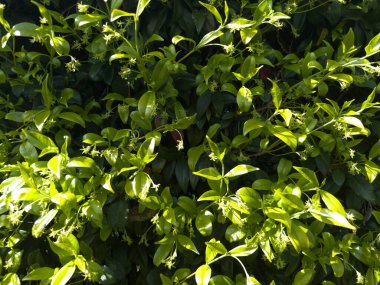 Direk güneş ışığıyla aydınlatılan koyu yeşil oval yapraklı kompakt ve yoğun yasemin çitlerinin fotoğraflı belgeleri.. 