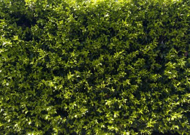 Direk güneş ışığıyla aydınlatılan koyu yeşil oval yapraklı kompakt ve yoğun yasemin çitlerinin fotoğraflı belgeleri.. 