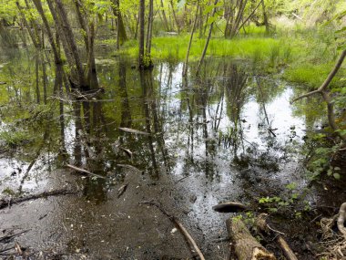 Bahar ışıklarıyla aydınlatılmış sessiz bir bataklık bölgesinin fotoğraf dokümanları. Parlak yeşil yapraklı ince ağaçlar durgun sulara yansıyarak, ortaya çıkan yeşil bitki örtüsüyle sakin ve nemli bir manzara yaratırlar. Ön taraftaki çamurlu zemin