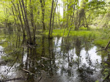 Bahar ışıklarıyla aydınlatılmış sessiz bir bataklık bölgesinin fotoğraf dokümanları. Parlak yeşil yapraklı ince ağaçlar durgun sulara yansıyarak, ortaya çıkan yeşil bitki örtüsüyle sakin ve nemli bir manzara yaratırlar. Ön taraftaki çamurlu zemin