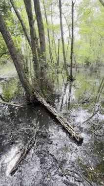 Bahar ışıklarıyla aydınlatılan huzurlu ormanlık bir bataklık bölgesinin video kayıtları. Parlak yeşil yapraklı ince ağaçlar durgun sulara yansıyarak, ortaya çıkan yeşil bitki örtüsüyle sakin ve nemli bir manzara yaratırlar..