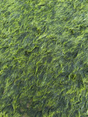 Karanlık bir yüzeyi kaplayan kalın, parlak, yeşil bir yosun örtüsünün fotografik belgeleri, bir nem ve su ortamının işareti.. 