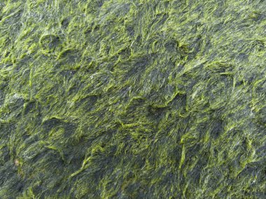 Karanlık bir yüzeyi kaplayan kalın, parlak, yeşil bir yosun örtüsünün fotografik belgeleri, bir nem ve su ortamının işareti.. 