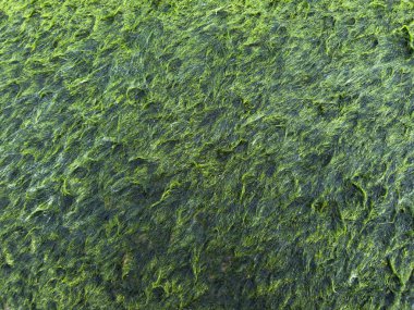 Karanlık bir yüzeyi kaplayan kalın, parlak, yeşil bir yosun örtüsünün fotografik belgeleri, bir nem ve su ortamının işareti.. 