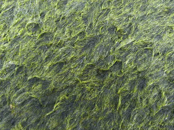 Karanlık bir yüzeyi kaplayan kalın, parlak, yeşil bir yosun örtüsünün fotografik belgeleri, bir nem ve su ortamının işareti.. 