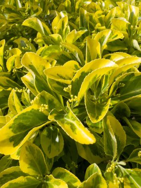 Euonymus japonicus 'Aureomarginatus' un parlak sarı kenarlı oval koyu yeşil yapraklı küçük çalılarının fotoğraf belgesi.. 