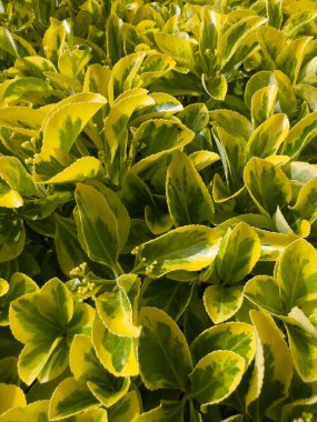 Euonymus japonicus 'Aureomarginatus' un parlak sarı kenarlı oval koyu yeşil yapraklı küçük çalılarının fotoğraf belgesi.. 