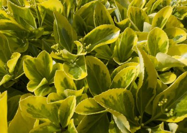 Euonymus japonicus 'Aureomarginatus' un parlak sarı kenarlı oval koyu yeşil yapraklı küçük çalılarının fotoğraf belgesi.. 