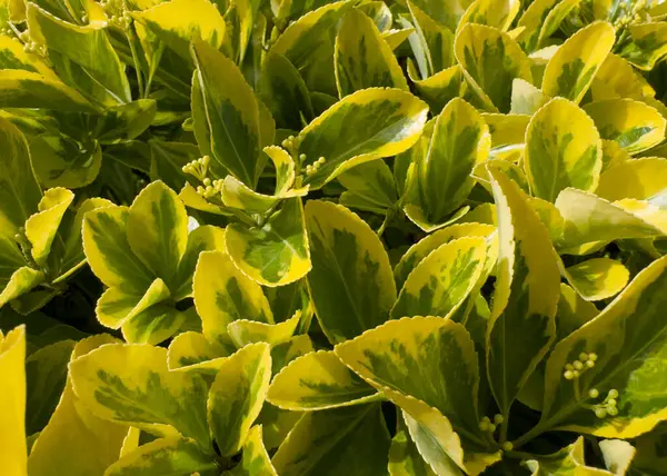 Euonymus japonicus 'Aureomarginatus' un parlak sarı kenarlı oval koyu yeşil yapraklı küçük çalılarının fotoğraf belgesi.. 