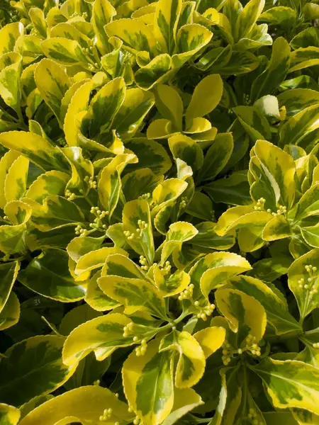 Euonymus japonicus 'Aureomarginatus' un parlak sarı kenarlı oval koyu yeşil yapraklı küçük çalılarının fotoğraf belgesi.. 