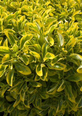 Euonymus japonicus 'Aureomarginatus' un parlak sarı kenarlı oval koyu yeşil yapraklı küçük çalılarının fotoğraf belgesi.. 