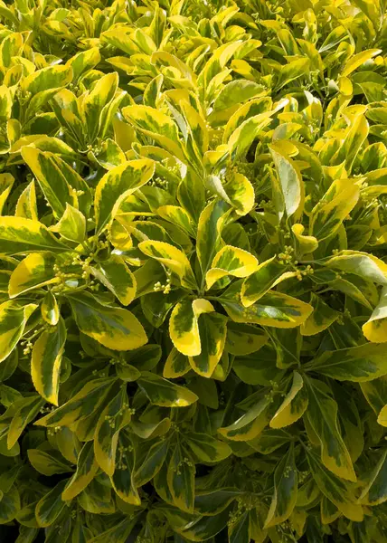 Euonymus japonicus 'Aureomarginatus' un parlak sarı kenarlı oval koyu yeşil yapraklı küçük çalılarının fotoğraf belgesi.. 