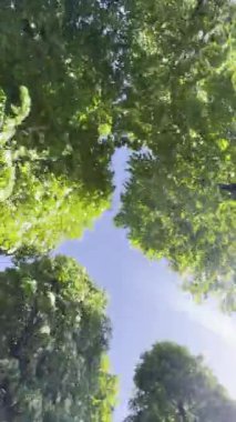 Ağaçların altından, arka planda güneş ve mavi gökyüzü tarafından aydınlatılmış yeşil yapraklı görüntünün video dökümanları 