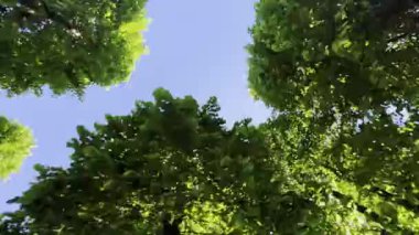 Ağaçların altından, arka planda güneş ve mavi gökyüzü tarafından aydınlatılmış yeşil yapraklı görüntünün video dökümanları 