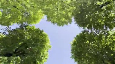 Ağaçların altından, arka planda güneş ve mavi gökyüzü tarafından aydınlatılmış yeşil yapraklı görüntünün video dökümanları 