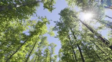 Yeşil bir kayın ormanının bir kısmının video dökümanları bahar mevsiminde rüzgâr tarafından taşınmış. 
