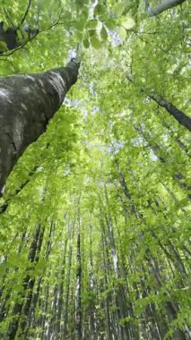 Yeşil bir kayın ormanının bir kısmının video dökümanları bahar mevsiminde rüzgâr tarafından taşınmış. 