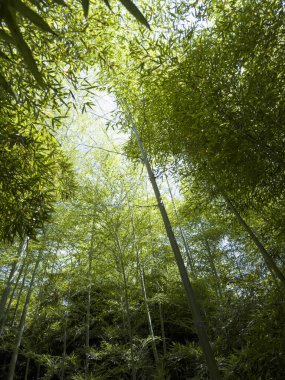 Yoğun bir bambu ormanının alçak açılı görüntüsü, ince gövdeler gökyüzüne ulaşıyor ve güneş ışığını filtreleyen yapraklar.