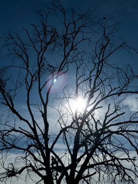 Kuru ve cansız ağaç, iklim değişikliği, kuraklık ve çevresel bozulmanın sembolü.. 