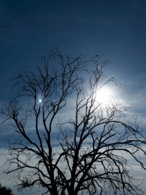 Kuru ve cansız ağaç, iklim değişikliği, kuraklık ve çevresel bozulmanın sembolü.. 