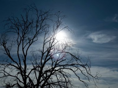 Kuru ve cansız ağaç, iklim değişikliği, kuraklık ve çevresel bozulmanın sembolü.. 