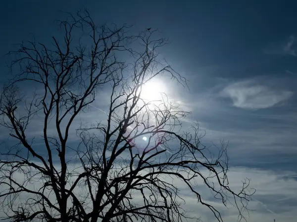 Kuru ve cansız ağaç, iklim değişikliği, kuraklık ve çevresel bozulmanın sembolü.. 