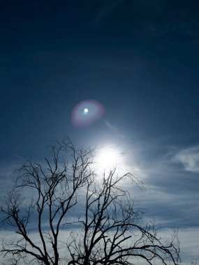 Kuru ve cansız ağaç, iklim değişikliği, kuraklık ve çevresel bozulmanın sembolü.. 