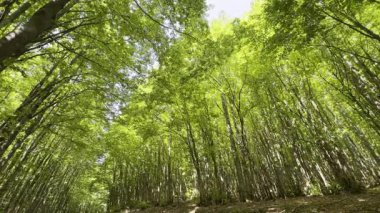 Işığın ve doğanın mükemmel ve sessiz bir dengede birleştiği kalın yeşil bir ormana daldırma videosu.. 