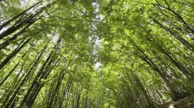 Işığın ve doğanın mükemmel ve sessiz bir dengede birleştiği kalın yeşil bir ormana daldırma videosu.. 