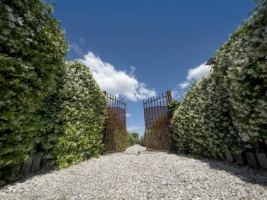 # Çerçevelenmiş demir kapı # # Çiçekli yıldız yasemin çitleri # # Mavi gökyüzünün altında #. 