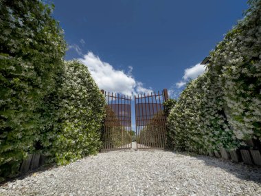 # Çerçevelenmiş demir kapı # # Çiçekli yıldız yasemin çitleri # # Mavi gökyüzünün altında #. 