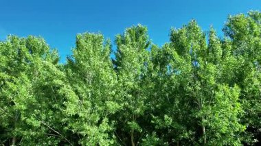 Yazın ortasında düzgün sıralanmış yeşil kavak ağaçları. Filtrelenmiş ışık, doğal simetri ve ormanda yenilenen bir atmosfer.. 