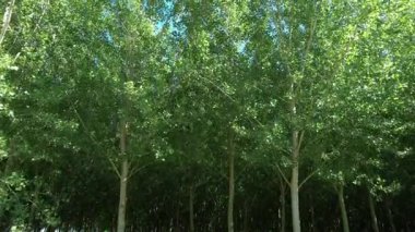 Yazın ortasında düzgün sıralanmış yeşil kavak ağaçları. Filtrelenmiş ışık, doğal simetri ve ormanda yenilenen bir atmosfer.. 