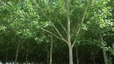 Yazın ortasında düzgün sıralanmış yeşil kavak ağaçları. Filtrelenmiş ışık, doğal simetri ve ormanda yenilenen bir atmosfer.. 