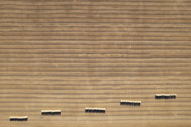 Altın saman balyaları yaz güneşinde yatar, kırsal kesimin huzurunu ve bolluğunu yakalar.