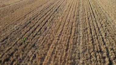 Taze kesilmiş buğday tarlasının hava görüntüsü. Doğal dokular, toprak tonları, hasat ve tarım döngülerini sembolize ediyor.. 