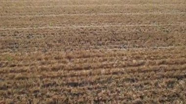 Taze kesilmiş buğday tarlasının hava görüntüsü. Doğal dokular, toprak tonları, hasat ve tarım döngülerini sembolize ediyor.. 