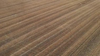 Taze kesilmiş buğday tarlasının hava görüntüsü. Doğal dokular, toprak tonları, hasat ve tarım döngülerini sembolize ediyor.. 
