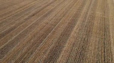 Taze kesilmiş buğday tarlasının hava görüntüsü. Doğal dokular, toprak tonları, hasat ve tarım döngülerini sembolize ediyor.. 