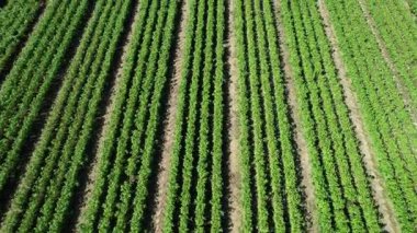 Ligurian fesleğen tarlalarının hava video dökümanları, taze, canlı yapraklar pesto için hazır, Ceneviz mutfak geleneği ve orijinalliğinin bir sembolü.. 