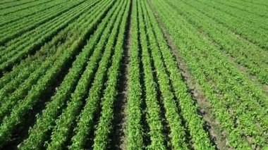 Ligurian fesleğen tarlalarının hava video dökümanları, taze, canlı yapraklar pesto için hazır, Ceneviz mutfak geleneği ve orijinalliğinin bir sembolü.. 