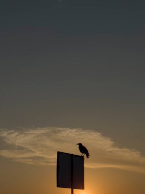 Gün batımında bir yol tabelasına tünemiş karga silueti, düşünce ve direnç hissini iletiyor.. 