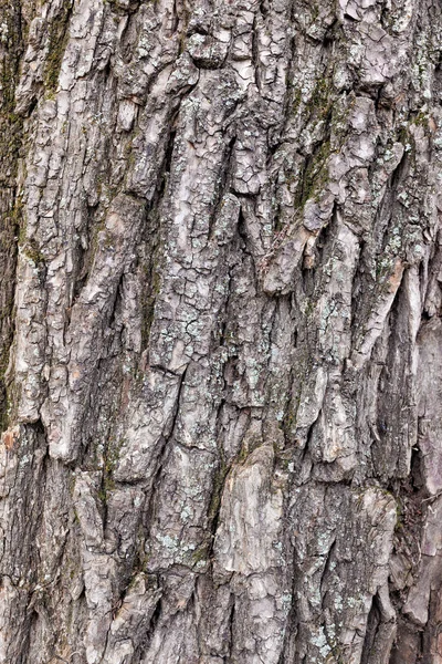 부드러운 햇빛을 자연림 나무껍질 수직적 이미지 자연적 — 스톡 사진