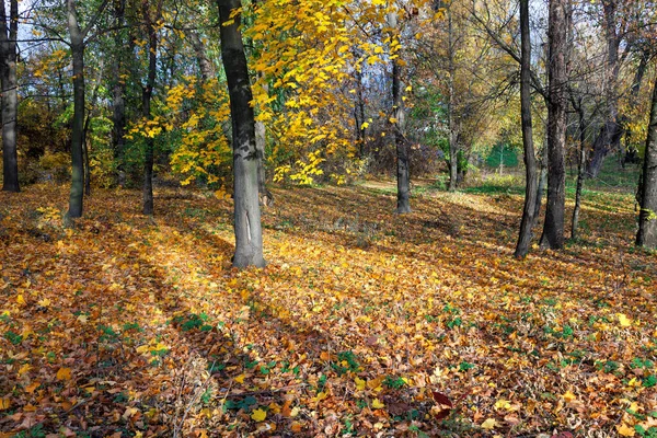 stock image Forest clearing with yellow maple, dry fallen leaves in the light of the low sun and long shadows from the trees.