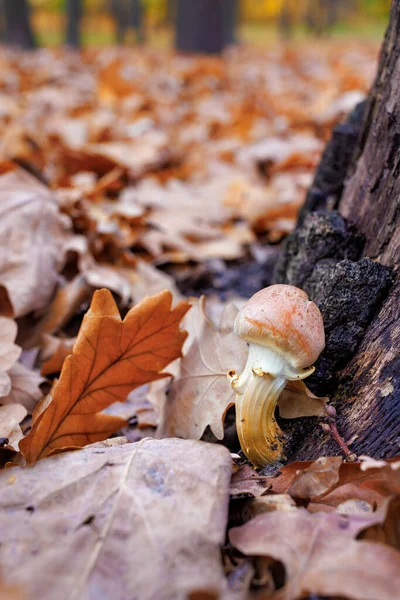 Stock image Closeup of an edible mushroom growing near a stump against the background of fallen oak leaves in the forest. Vertical image. Selective focus. Copy space.