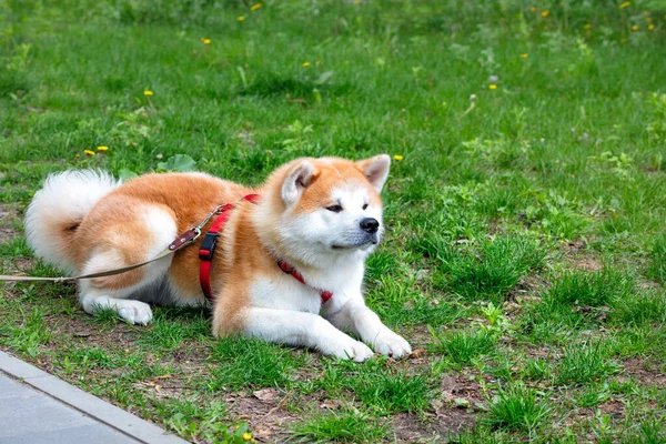 Vacker Akita Inu Hund Med Vit Orange Fluffig Päls Ligger — Stockfoto