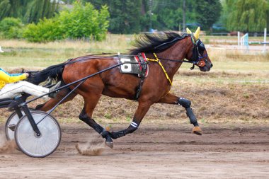A beautiful brown horse harnessed to a chariot runs at a gallop along the dusty track of the hippodrome on a summer day.