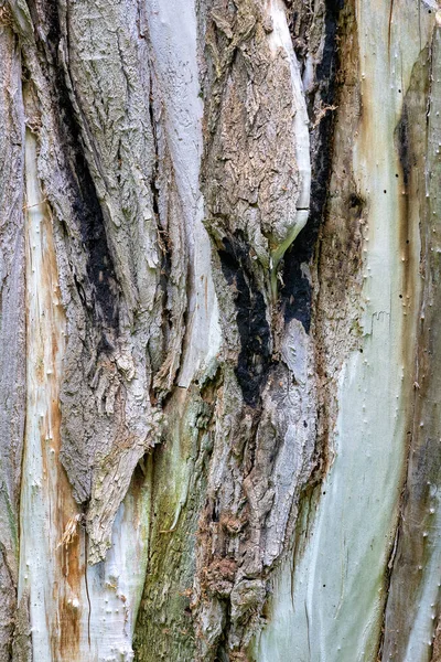 Casca Parcialmente Destruída Queimada Uma Árvore Velha Com Uma Textura — Fotografia de Stock