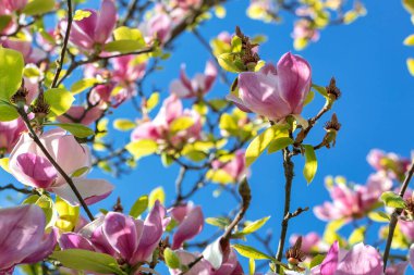 Pembe manolya tomurcukları bir ağacın dallarında, ilkbaharın başlarında mavi gökyüzüne karşı..